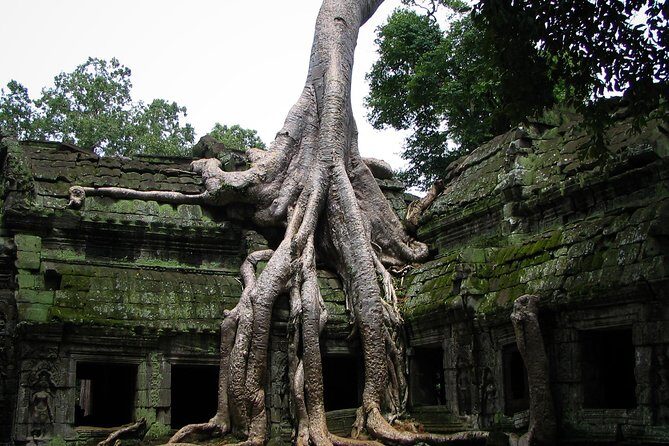 1-Day Angkor Wat Sunrise & All Interesting Temples Private Tour - Ta Prohm: The Tomb Raider Temple With Real-World Drama