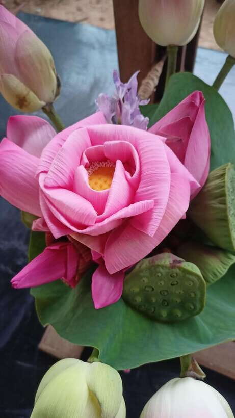 Angkor Silk Farm & Lotus Silk Farm: Siem Reap Discovery Tour - Meeting at Biolab Café and setting the pace