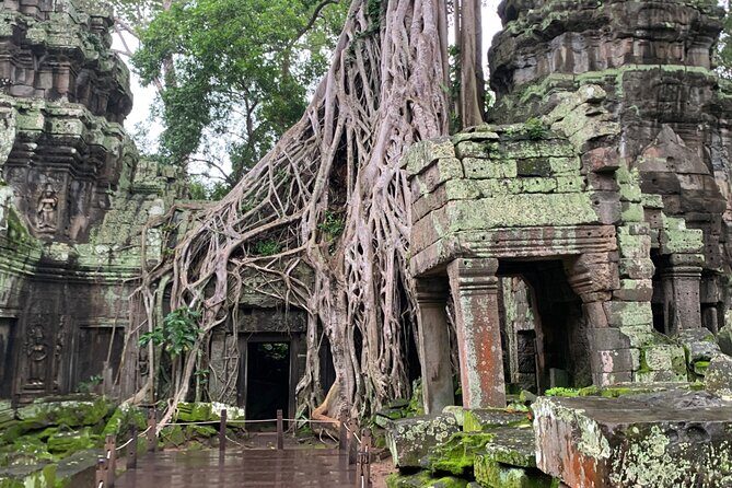 Angkor Wat Sunrise and Angkor Thom Sunset Tour - Ta Prohm: the tree roots problem (and the photo rewards)