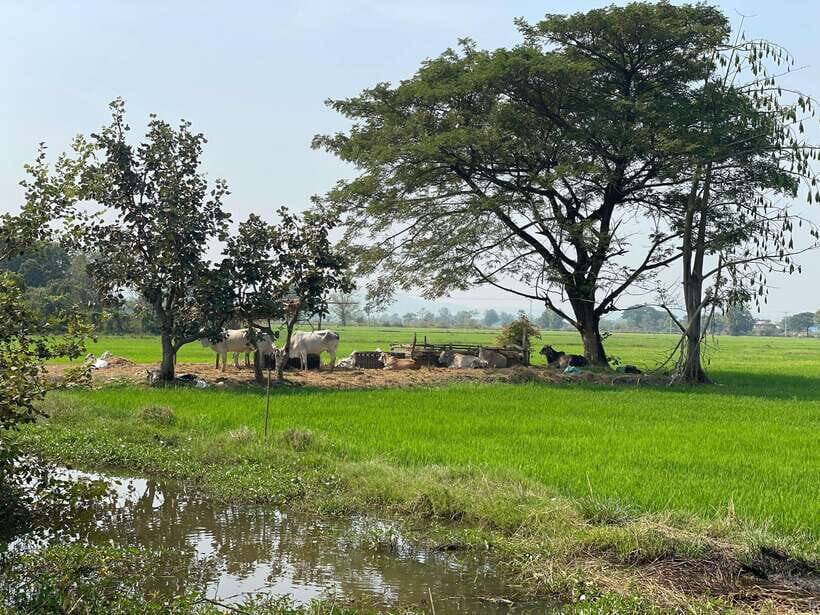 Battambang: Bamboo Train, Bat Cave and Killing Cave Tour - River ride and suspension bridge views: seeing villages beyond the main road