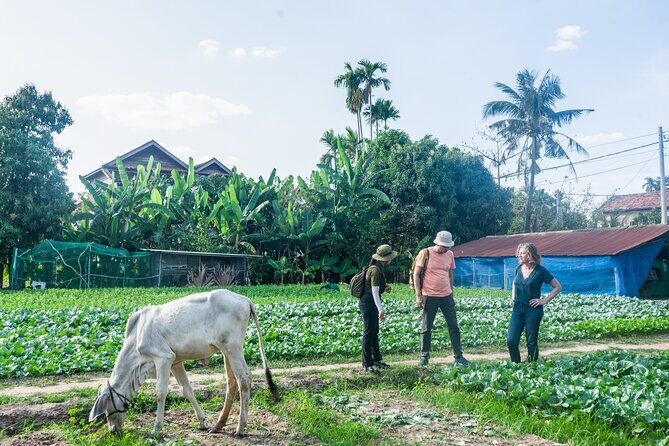 Countryside Sunset Jeep Tour with Drinks included - Stop 3: Phnom Krom Rice Fields Sunset and Your Included Drink