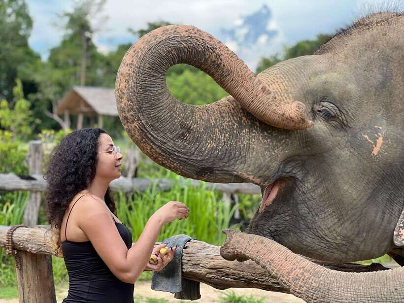 Elephant Sanctuary Cambodia, Pickup and drop off included - Key Highlights You’ll Actually Feel