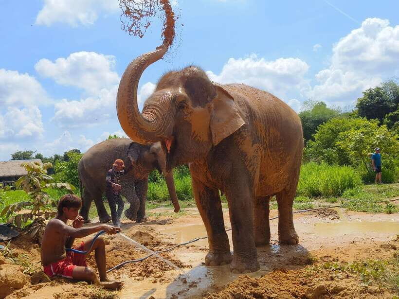 Elephant Sanctuary Cambodia, Pickup and drop off included - Mud Bath Time: Playful for Them, Educational for You