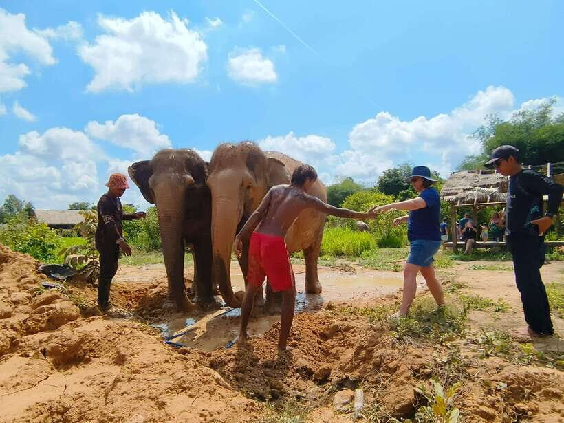 Elephant Sanctuary Cambodia, Pickup and drop off included - Price and Value: What $58 Gets You (and When It Feels Steep)