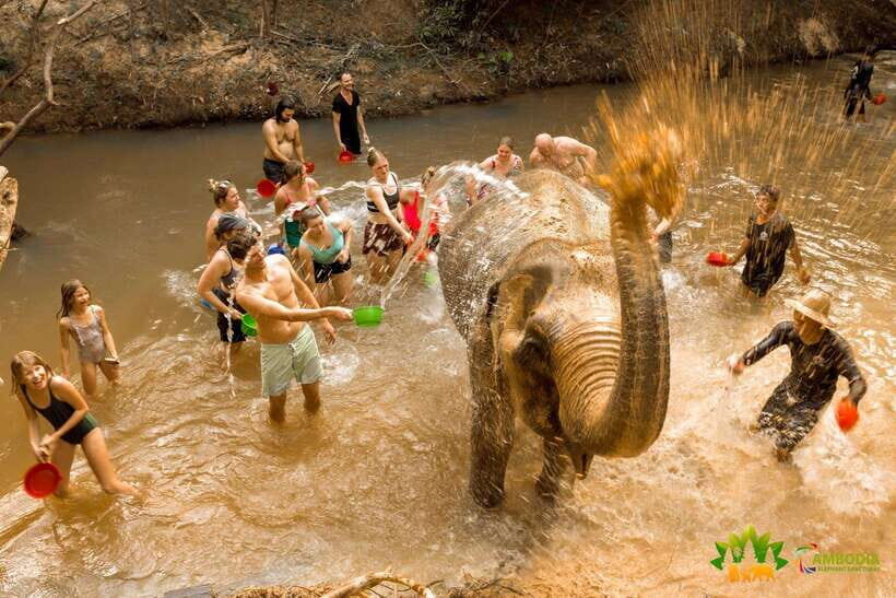 From Siem Reap: Elephant Sanctuary Experience with Transfers - Who this sanctuary experience suits best (and who should think twice)