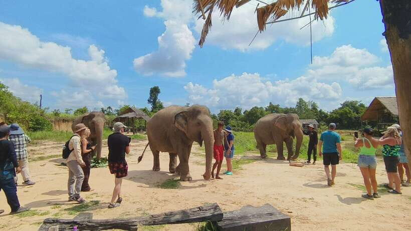 From Siem Reap: Elephant Sanctuary Experience with Transfers - Watching, learning, and noticing elephant personalities