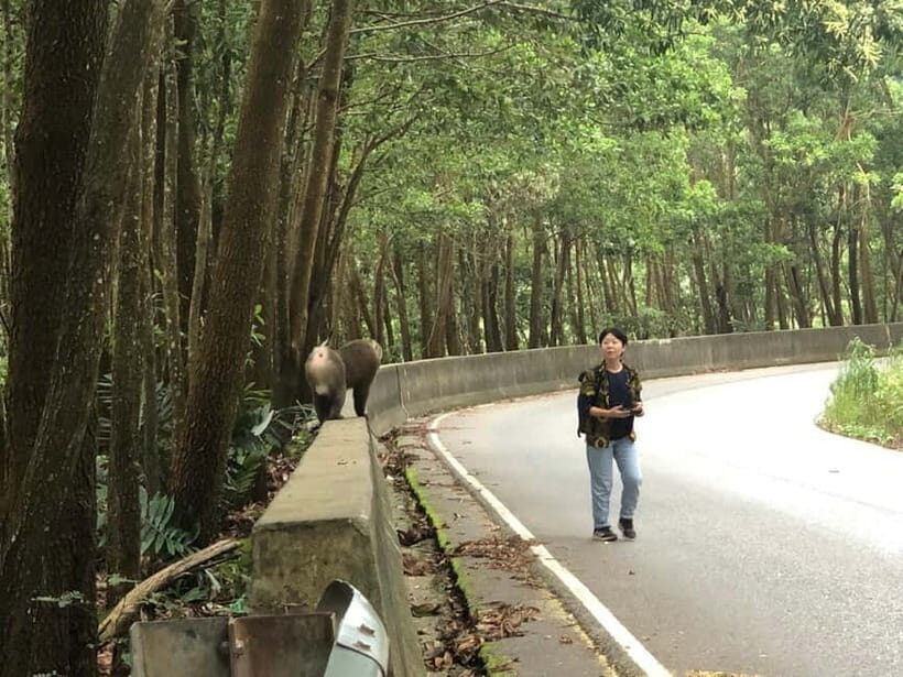 Kampot: Bokor Mountain tour by the experienced guide - Wildlife on Bokor’s trail: what you can realistically hope to see
