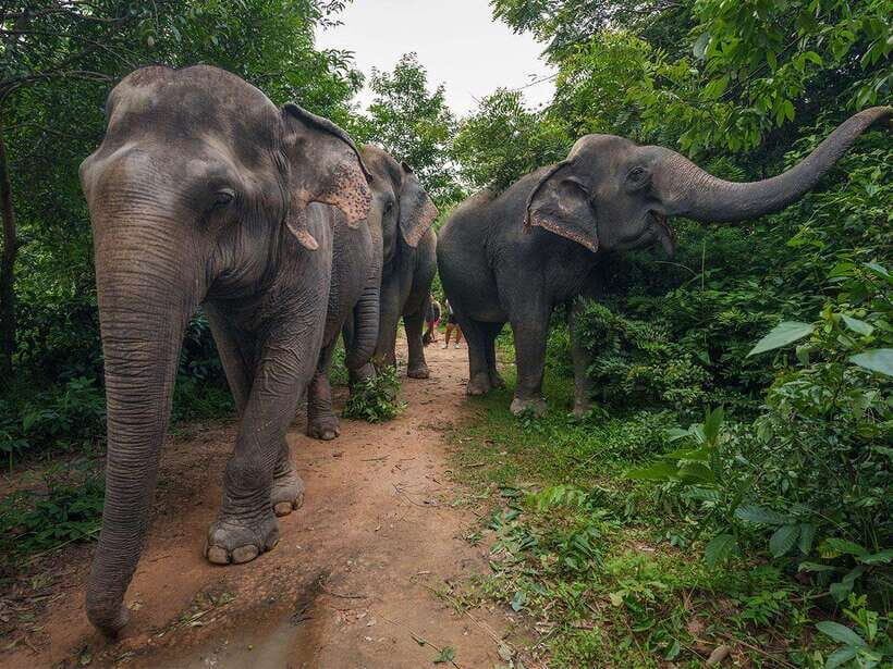 Kulen Elephant Forest Tour with Hotel Pick-up & Drop off - Kulen Elephant Forest: what this ethical elephant day is really like