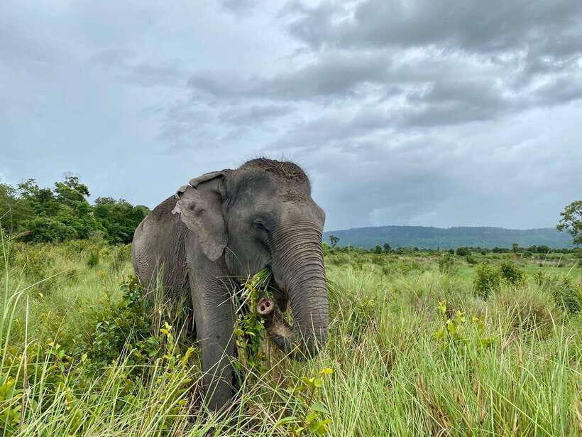 Kulen Elephant Forest Tour with Hotel Pick-up & Drop off - Who should book this Kulen Elephant Forest tour