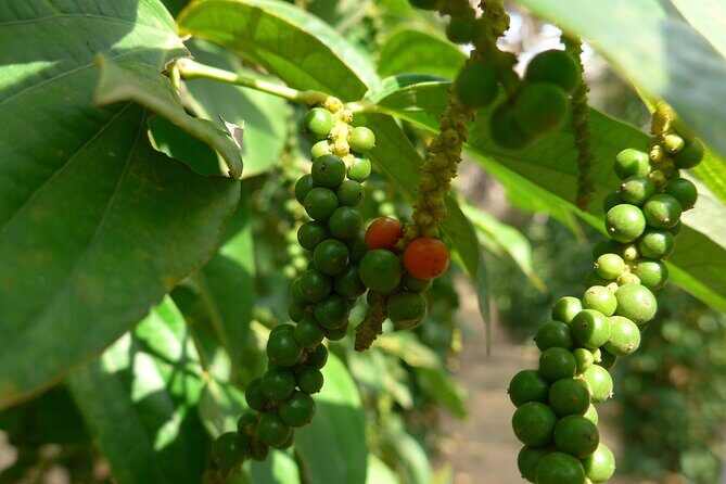 La Plantation tour (discovering Kampot Pepper) + Lunch - La Plantation: a pepper farm tour that actually ends in lunch