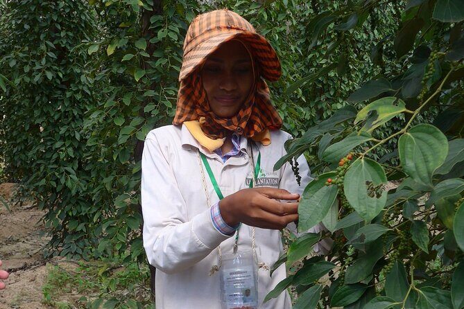 La Plantation tour (discovering Kampot Pepper) + Lunch - The guided farm walk: what you’re really learning