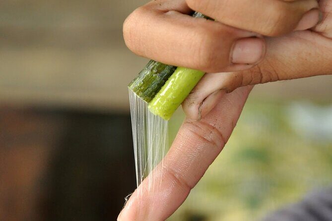 Lotus Silk Farm: Discover Learn and Experiment the Lotus Flower - Your Handmade Souvenirs: Value Beyond the Price