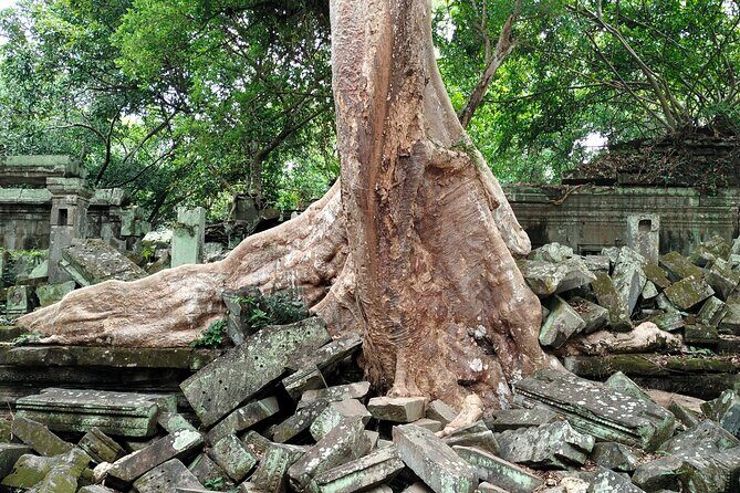 Magical Day Trip - Sunrise Angkor Wat And Hidden Gems Beng Mealea - Ta Prohm: The Tomb Raider Look—With Real Atmosphere