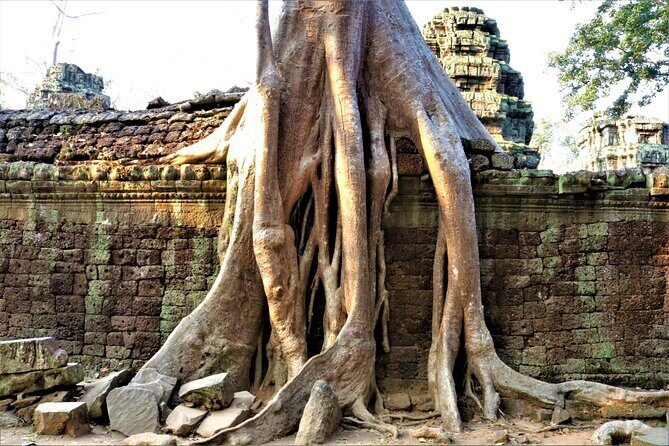 Private Angkor Temples Walking Tour from Siem Reap - Guide quality: why private makes the difference at Angkor