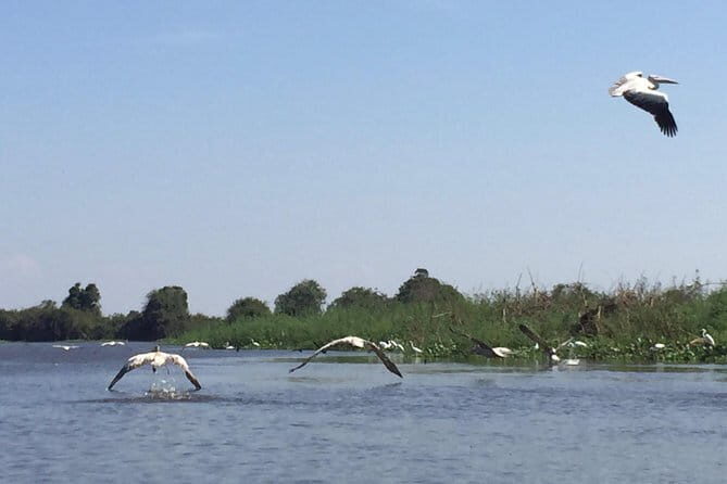 Private Tour Prek Toal Bird Sanctuary Off Beaten Track - Village sightseeing after lunch: schools, church, pagoda