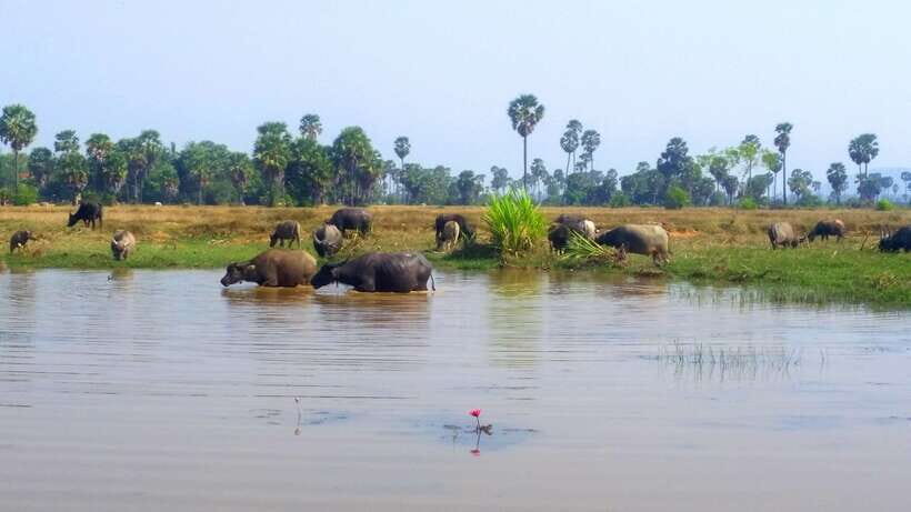 Siem Reap: 6-Hour Easy Rider Motorbike Tour - Chai Village monastery: quiet faith after a brutal chapter