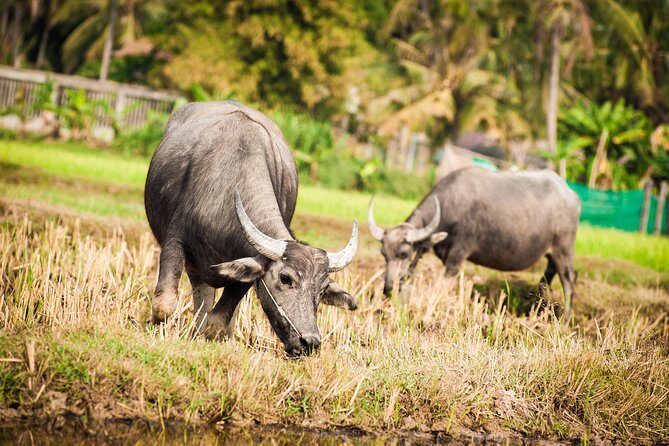 Siem Reap Countryside Guided Tour by Bike and E-Bike Private Tour - How this ride fits Siem Reap (and why it’s worth your morning)