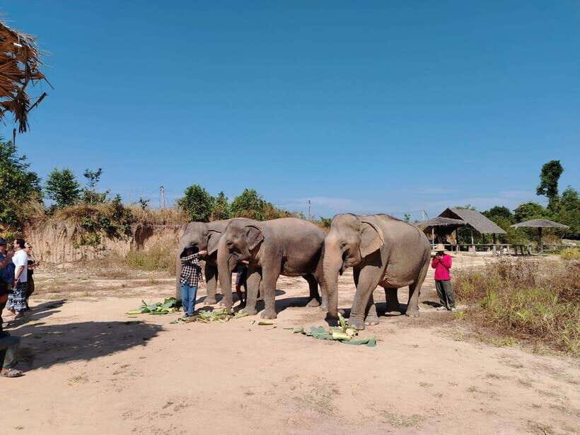 Siem Reap: Elephants & Apopo Rat Demining Private Trip - Elephant Sanctuary and APOPO: what this combo is really about