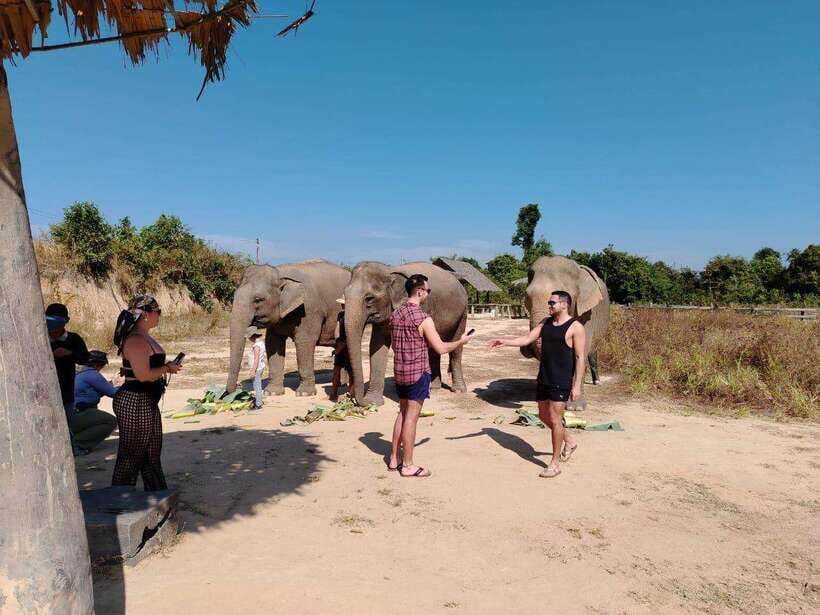 Siem Reap: Elephants & Apopo Rat Demining Private Trip - Entering the Elephant Sanctuary: feeding, watching, and bathing moments