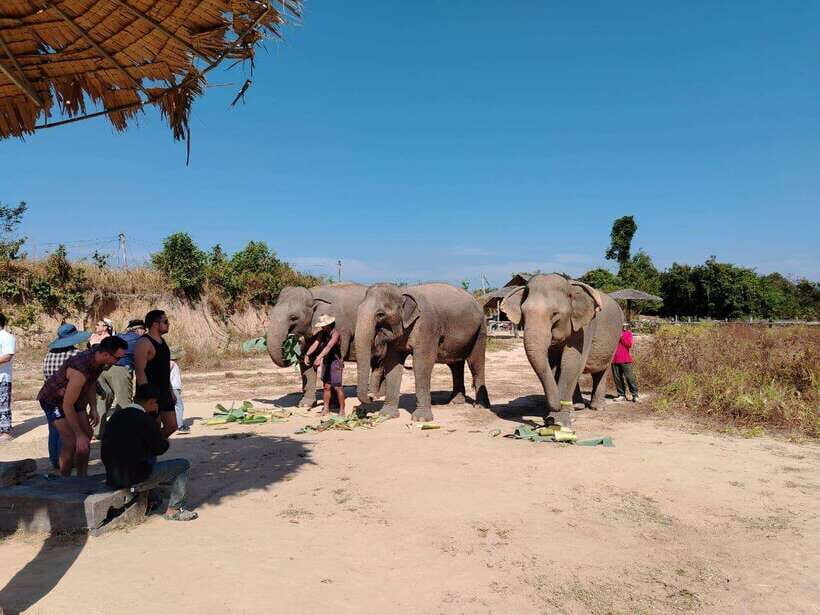 Siem Reap: Elephants & Apopo Rat Demining Private Trip - What you’ll do at APOPO besides just watching