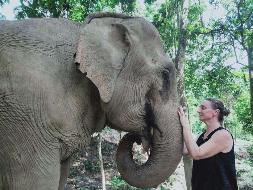 Siem Reap: Elephants & Apopo Rat Demining Private Trip - Choosing morning or afternoon order: elephants first or rats first