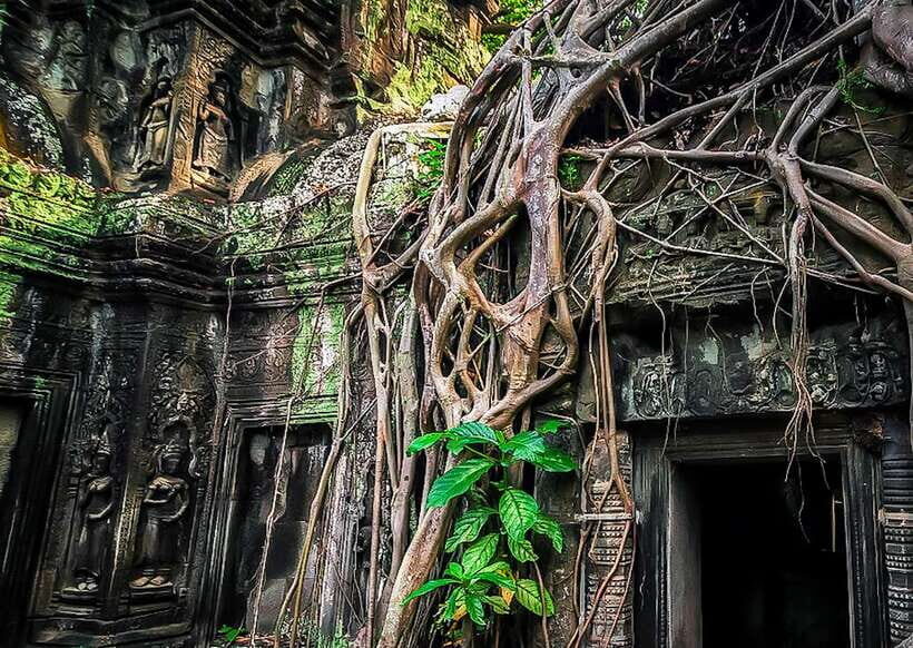 Siem Reap: Full-Day Angkor Wat Guided Tour with Sunset - Ta Prohm jungle walk and the lunch break you’ll be thankful for