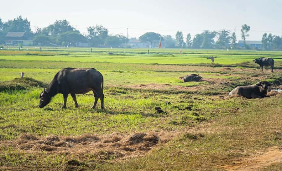 Siem Reap: Guided Countryside Bike Tour - The Route: From Rice Fields and Farms to Village Lanes
