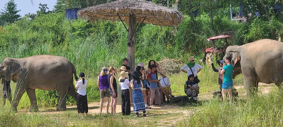 Siem Reap: Kulen Elephant Forest Guided Tour - First taste of Kulen Elephant Forest: what makes this tour special