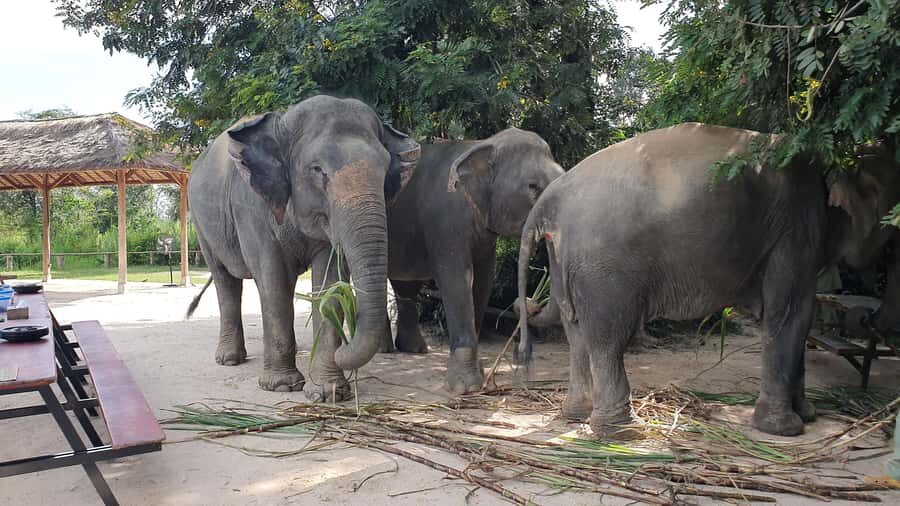 Siem Reap: Kulen Elephant Forest Guided Tour - Feeding handmade snacks: the part you’ll remember most