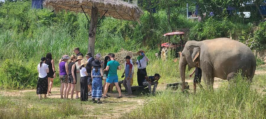 Siem Reap: Kulen Elephant Forest Guided Tour - Mahouts, guides, and elephant time that feels guided—not chaotic