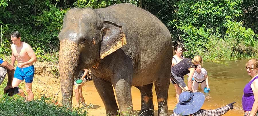Siem Reap: Kulen Elephant Forest Guided Tour - Khmer lunch at base camp: good timing, smart reset