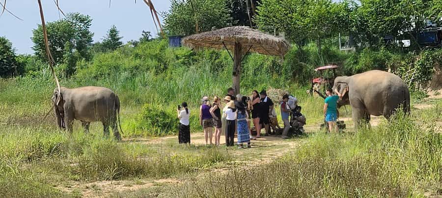 Siem Reap: Kulen Elephant Forest Guided Tour - The 8-hour flow: getting from Siem Reap to the elephants (and back)