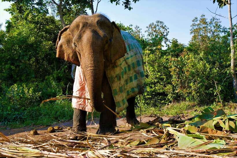 Siem Reap: Kulen Elephant Forest & Tonlesap Lake - Rules That Matter: Alcohol, Drugs, and How to Behave