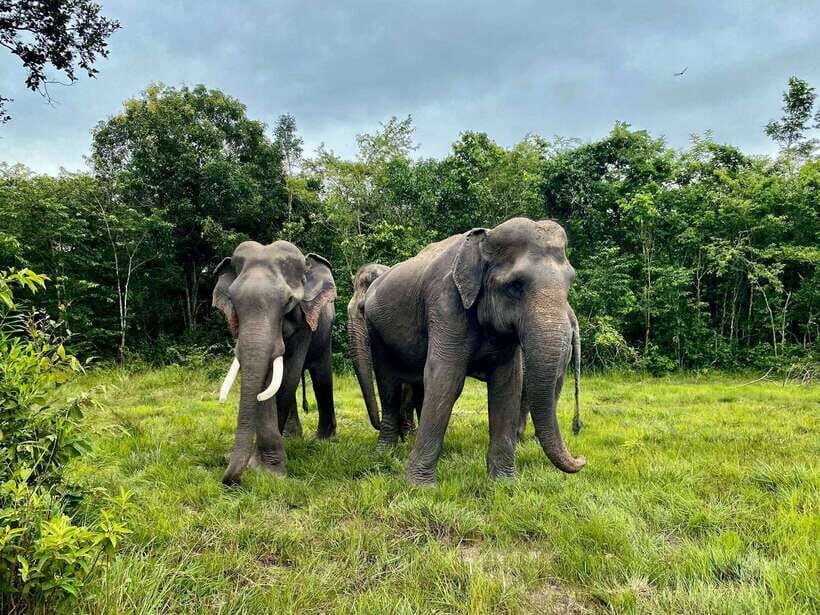 Siem Reap: Kulen Elephant Forest & Tonlesap Lake - Kulen Elephant Forest: The Elephant Experience You’ll Remember