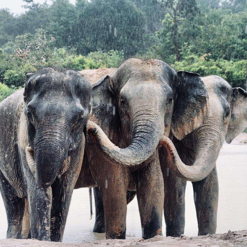 Siem Reap: Kulen Elephant Forest & Tonlesap Lake - From Sanctuary to the Lake: Why Kompong Phluk Works (Even If You’re Short on Time)