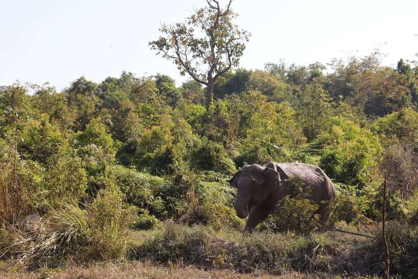 Siem Reap: Kulen Elephant Forest & Tonlesap Lake - Guides and Transport: The Day Runs Smooth When Someone’s in Charge