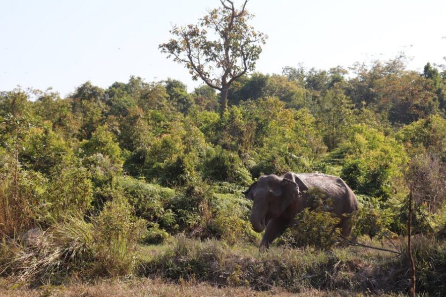 Siem Reap: Kulen Elephant Forest & Tonlesap Lake - Timing and Energy: A Full Day That Starts With Briefings