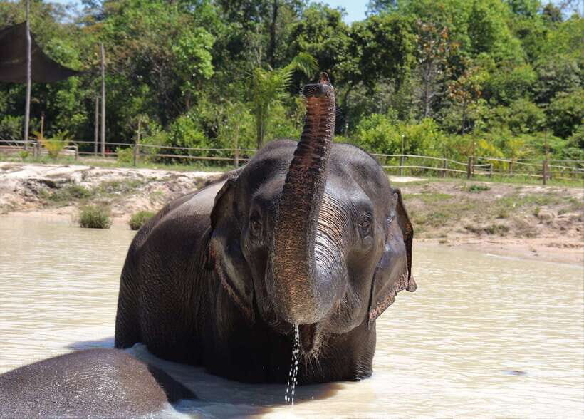 Siem Reap: Kulen Elephant Forest & Tonlesap Lake - Price and Value: Is $217 Fair?