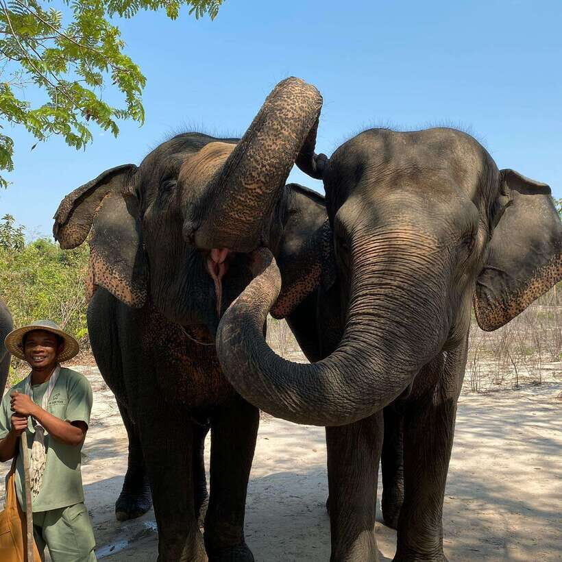 Siem Reap: Kulen Elephant Forest & Tonlesap Lake - The Forest Walk: 2 Kilometers That Make the Day Feel Longer