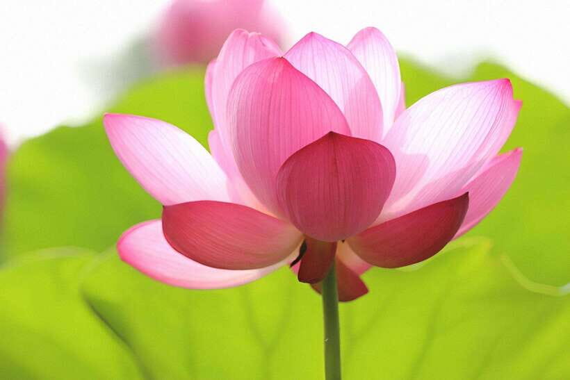 Siem Reap Lotus Silk Farm Discovery tour & Lake experience - Why a lotus silk farm beats a photo stop in Siem Reap