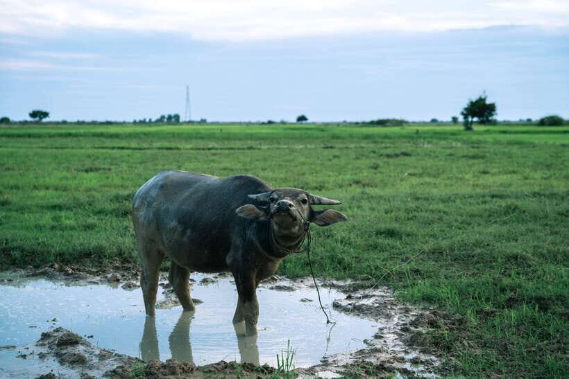 Siem Reap: Quad Bike Tour of Local Villages - Price and Value: Is $45 Worth It?