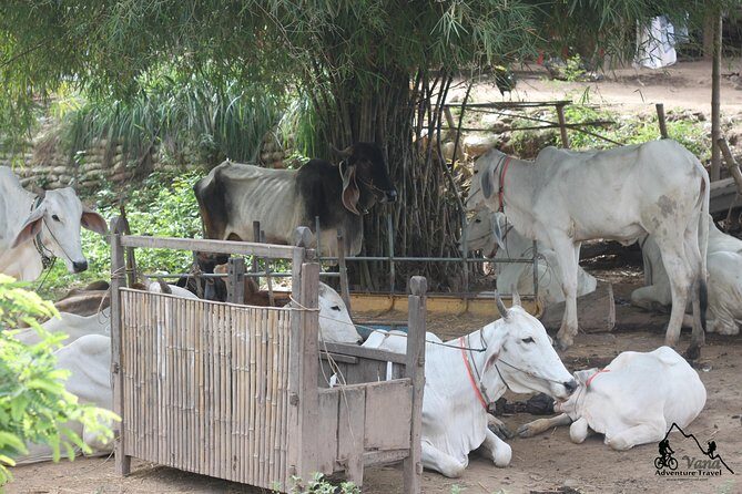 Silk Island & countryside of Phnom Penh by Tuk Tuk - Silk Island (Mekong Silk Island 099): what you’re really learning