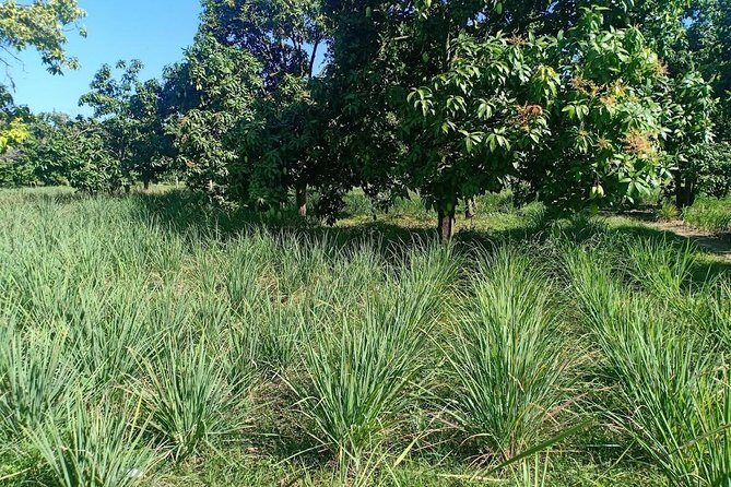 Silk Island & countryside of Phnom Penh by Tuk Tuk - Bean curd (tofu skin) production: food history you can actually taste